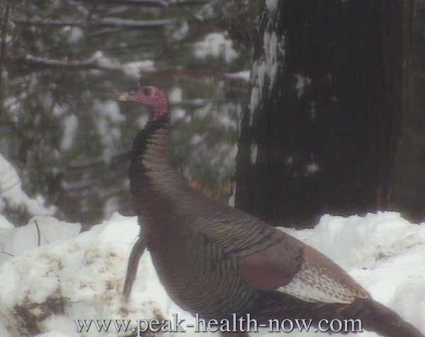 turkey sentinel