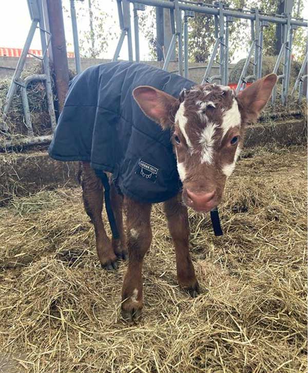 calf in jacket