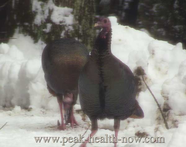 emotional healing 2 turkeys