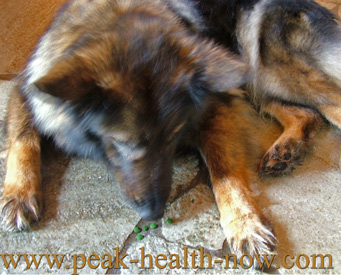The BEST Chlorella for Dogs