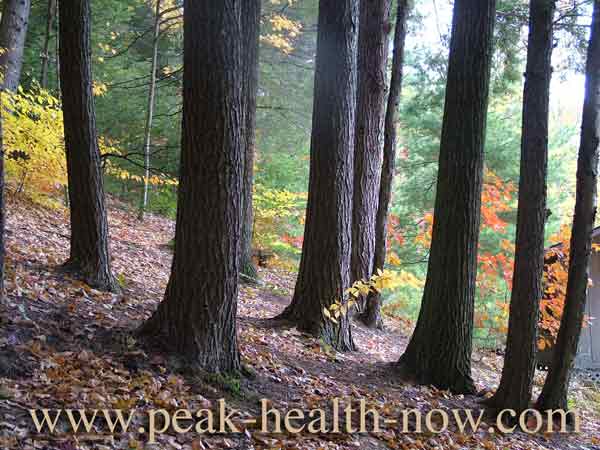 Autumn tree trunks