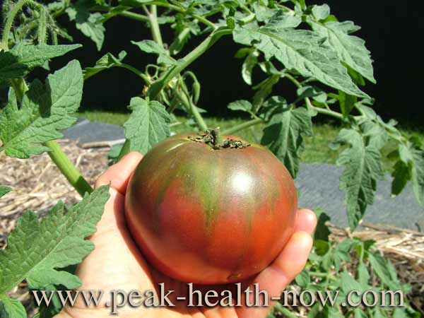 salycilate side effects: tomatoes are VERY high in this compound