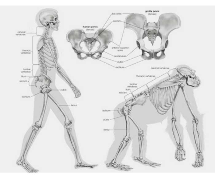 humans apes spines