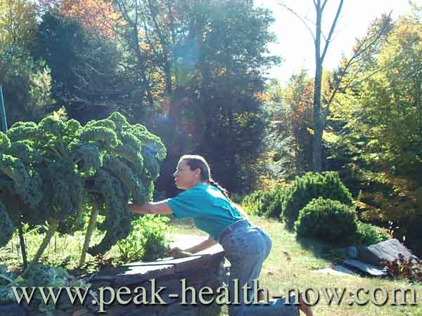 saponins - kale is loaded with them