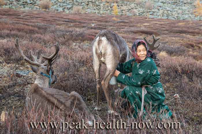 Mongolian woman milking reindeer. In the highlands of Mongolia, humans are obligate carnivores.