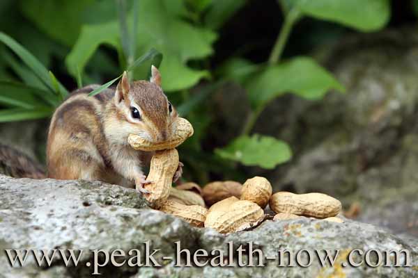 Bulk colon cleanse fiber is for chipmunks - NOT people!