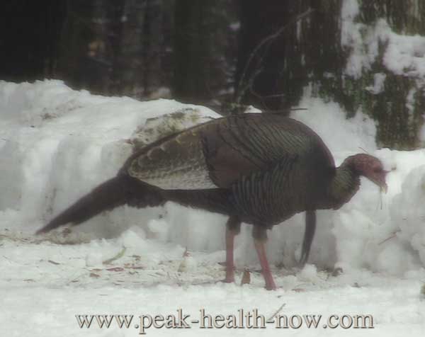 turkey relaxed from emotional healing