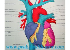 Cardiovascular health