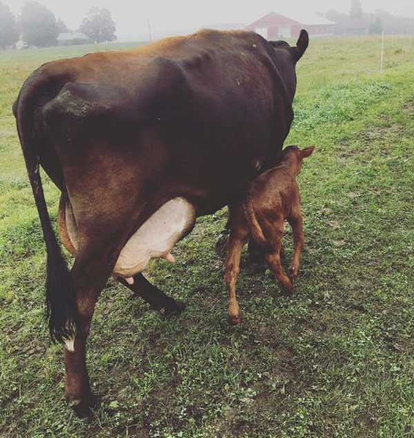 No raw and grassfed scams here: brown cow and calf at Meadowsweet farm where I get fresh milk