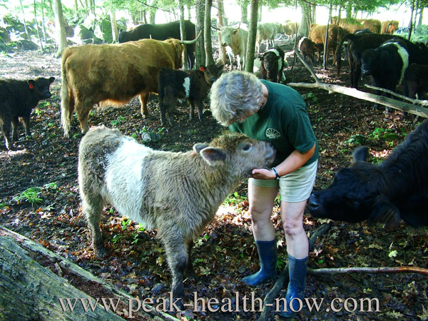 Carolyn Wheeler tends to baby calf. How to treat gut dysbiosis - buy pasture-raised beef from your local farm!