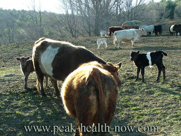 Cows Calves pasture
