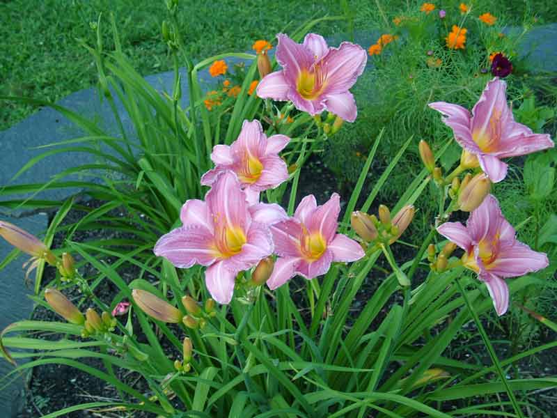 How to treat gut dysbiosis - pink lily took the place of garlic in the garden - no more plant foods...