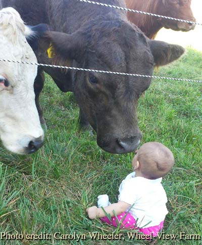 Grass fed beef bull and baby